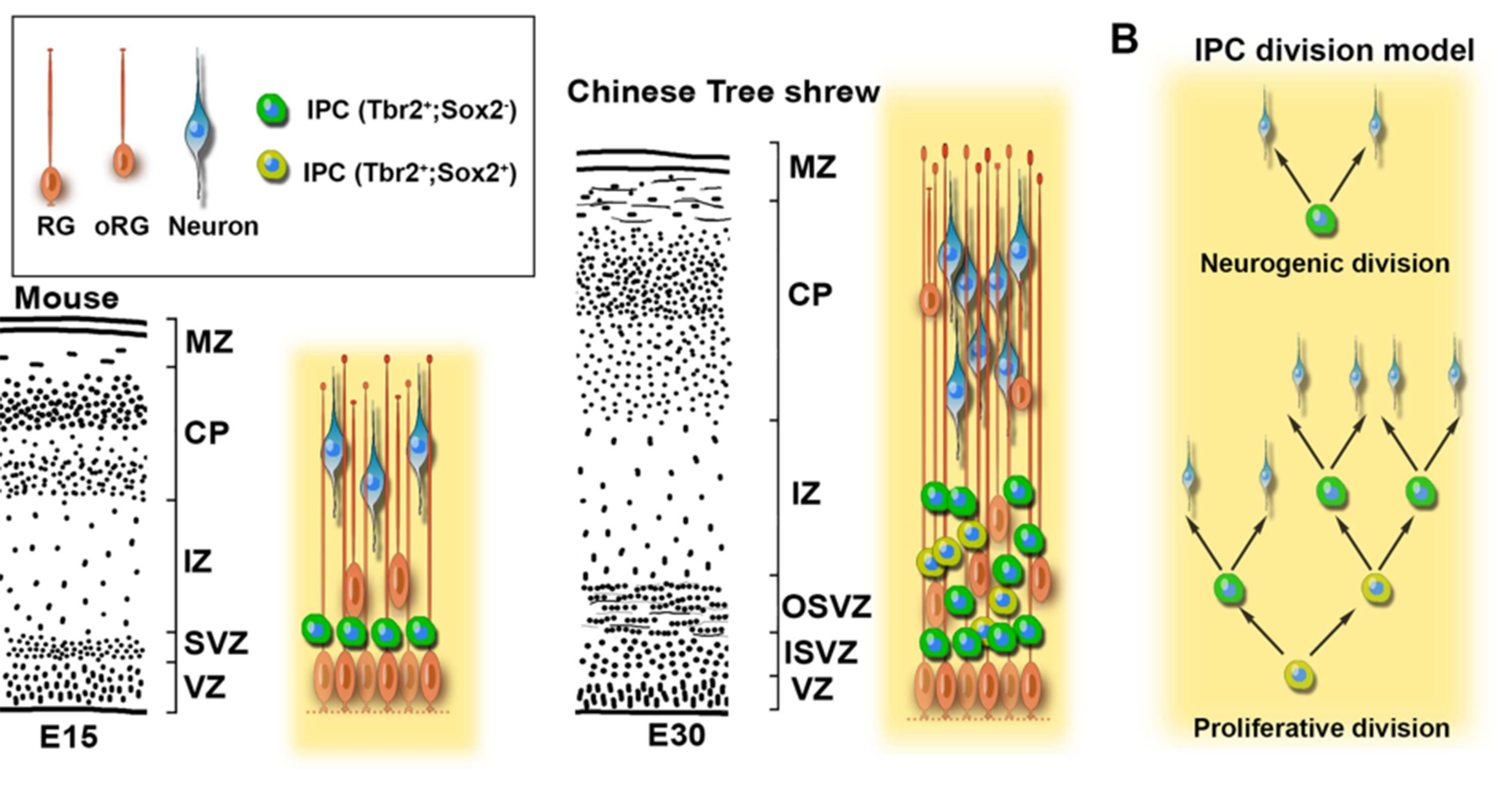 Abundant self-amplifying intermediate progenitors in the subventricular zone of the Chinese tree shrew neocortex