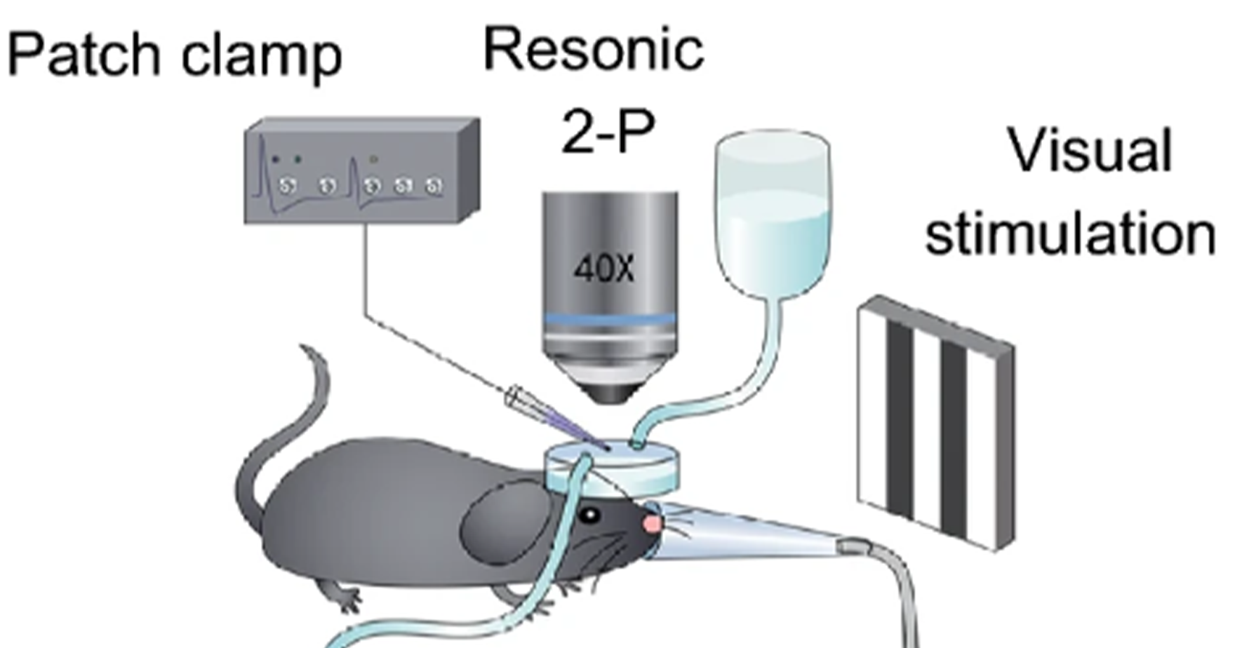 Integrative Analysis of in Vivo Recording with Single-Cell RNA-seq Data Reveals Molecular Properties of Light-Sensitive Neurons in Mouse V1