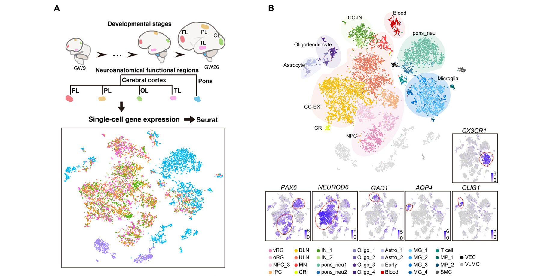 Single-cell transcriptome analysis reveals cell lineage specification in temporal spatial patterns in human cortical development.