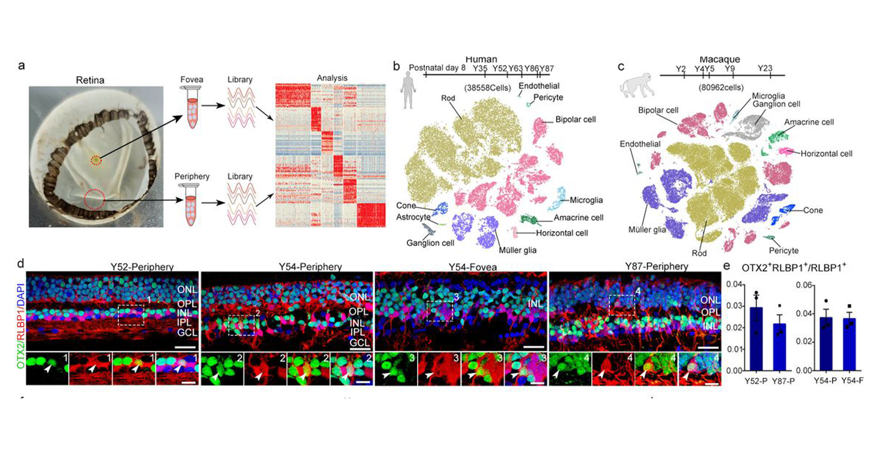 A single-cell transcriptome atlas of the aging human and macaque retina