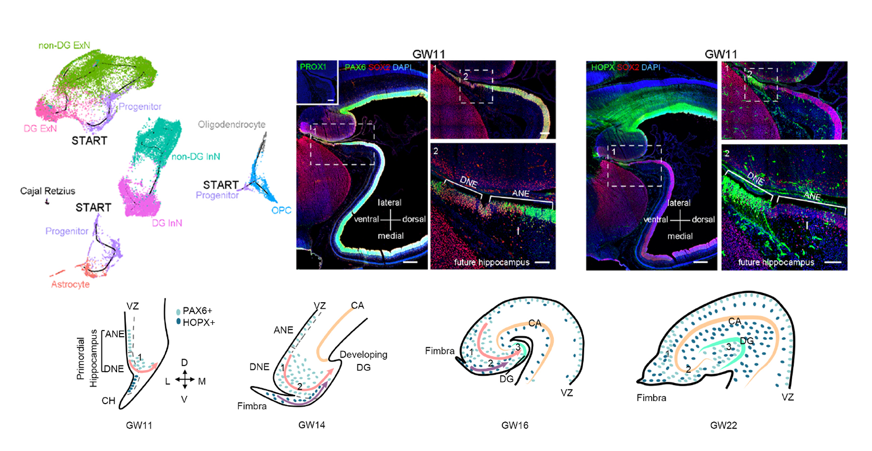 Decoding the development of the human hippocampus
