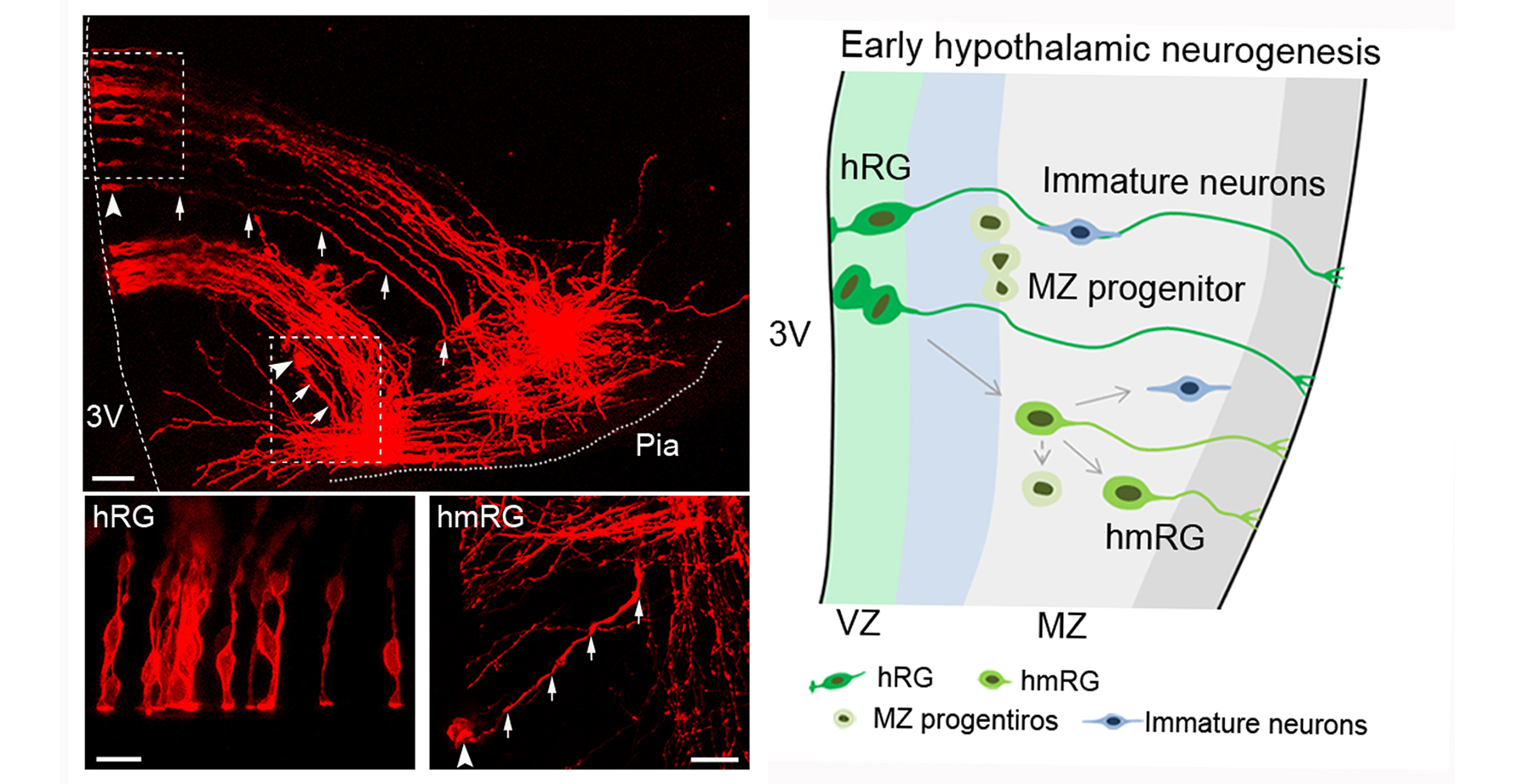 Cellular and molecular properties of neural progenitors in the developing mammalian hypothalamus.