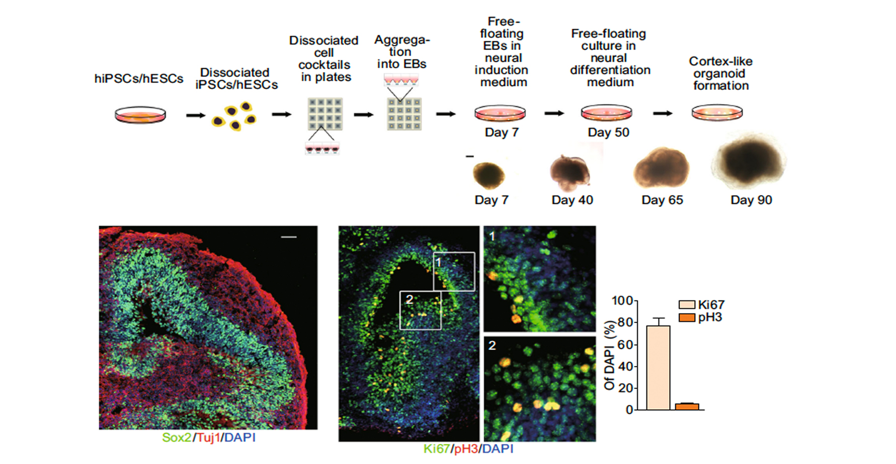 Recapitulating cortical development with organoid culture in vitro and modeling abnormal spindle-like (ASPM related primary) microcephaly disease