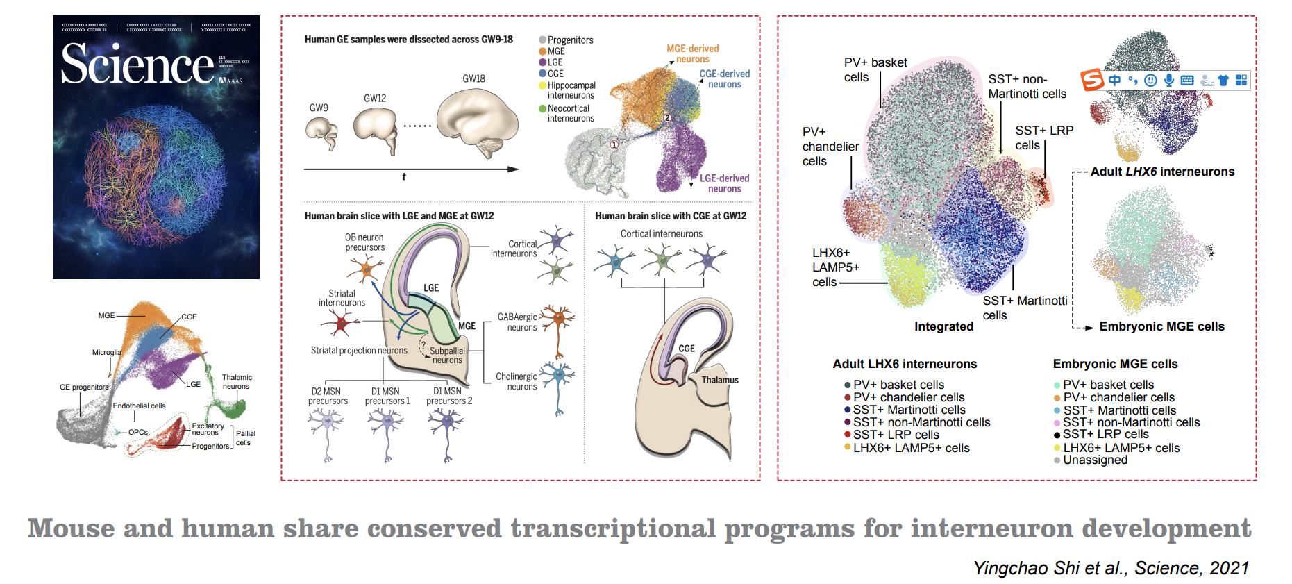Mouse and human share conserved transcriptional programs for interneuron development