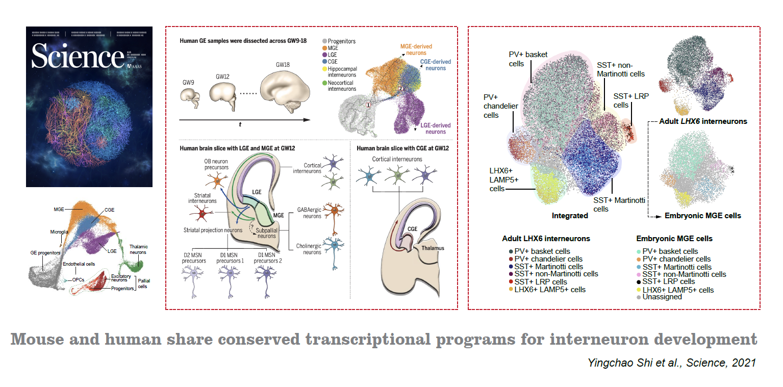 Mouse and human share conserved transcriptional programs for interneuron development